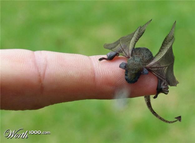 Baby Dragon