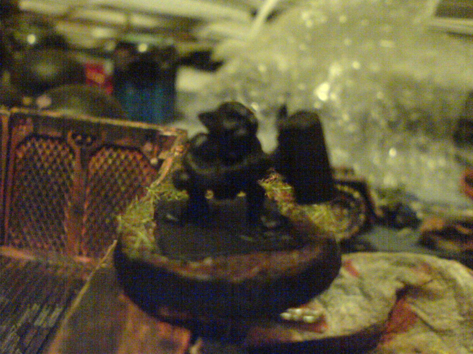 Blurred Photo, Grots, Warhammer 40,000, Work In Progress