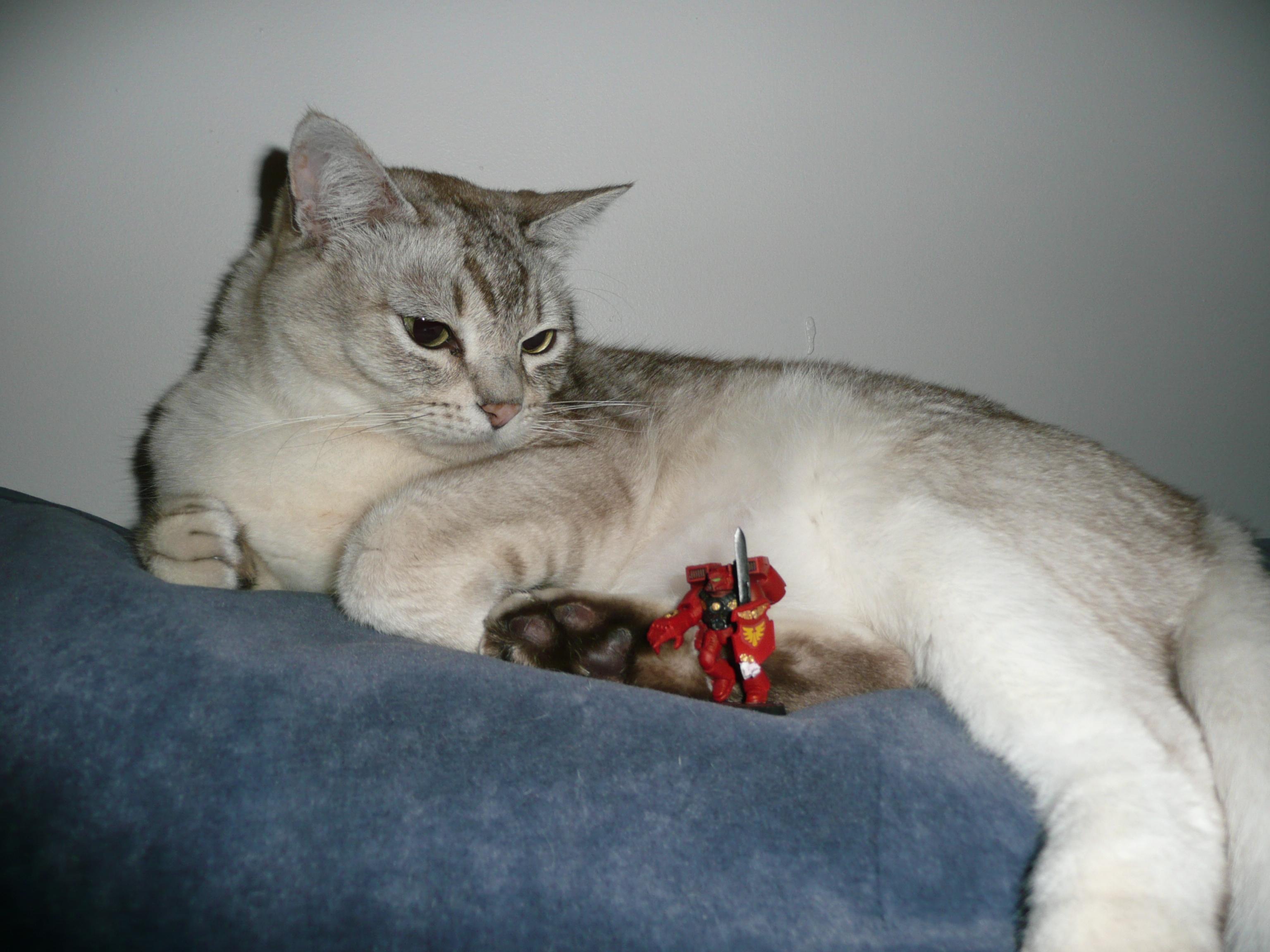 Cat, Cheezbrgr, Diorama, Duel, Humor, Space Marines