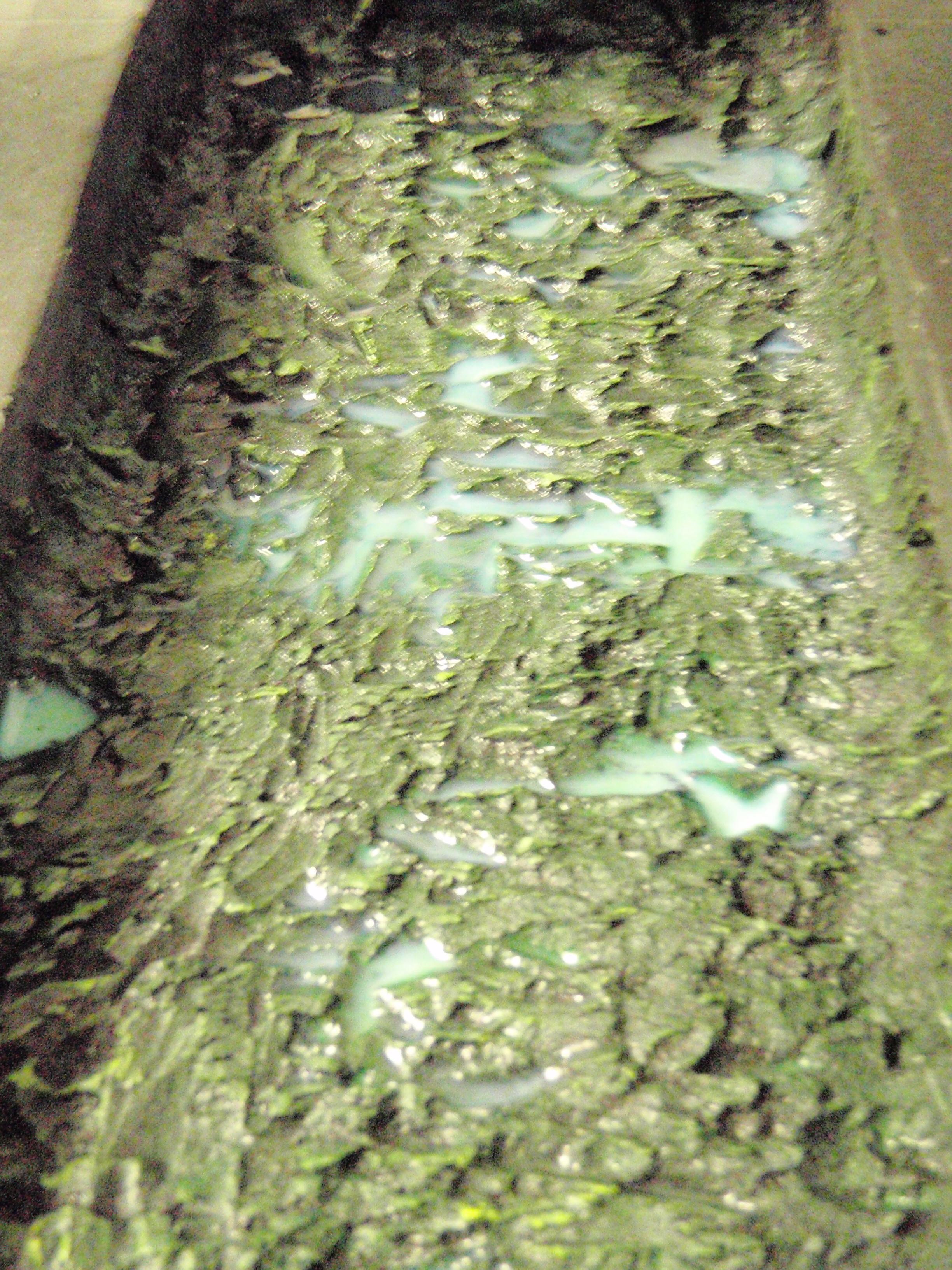 Lots of wet pools in the rough surface of the algae ridden canal
