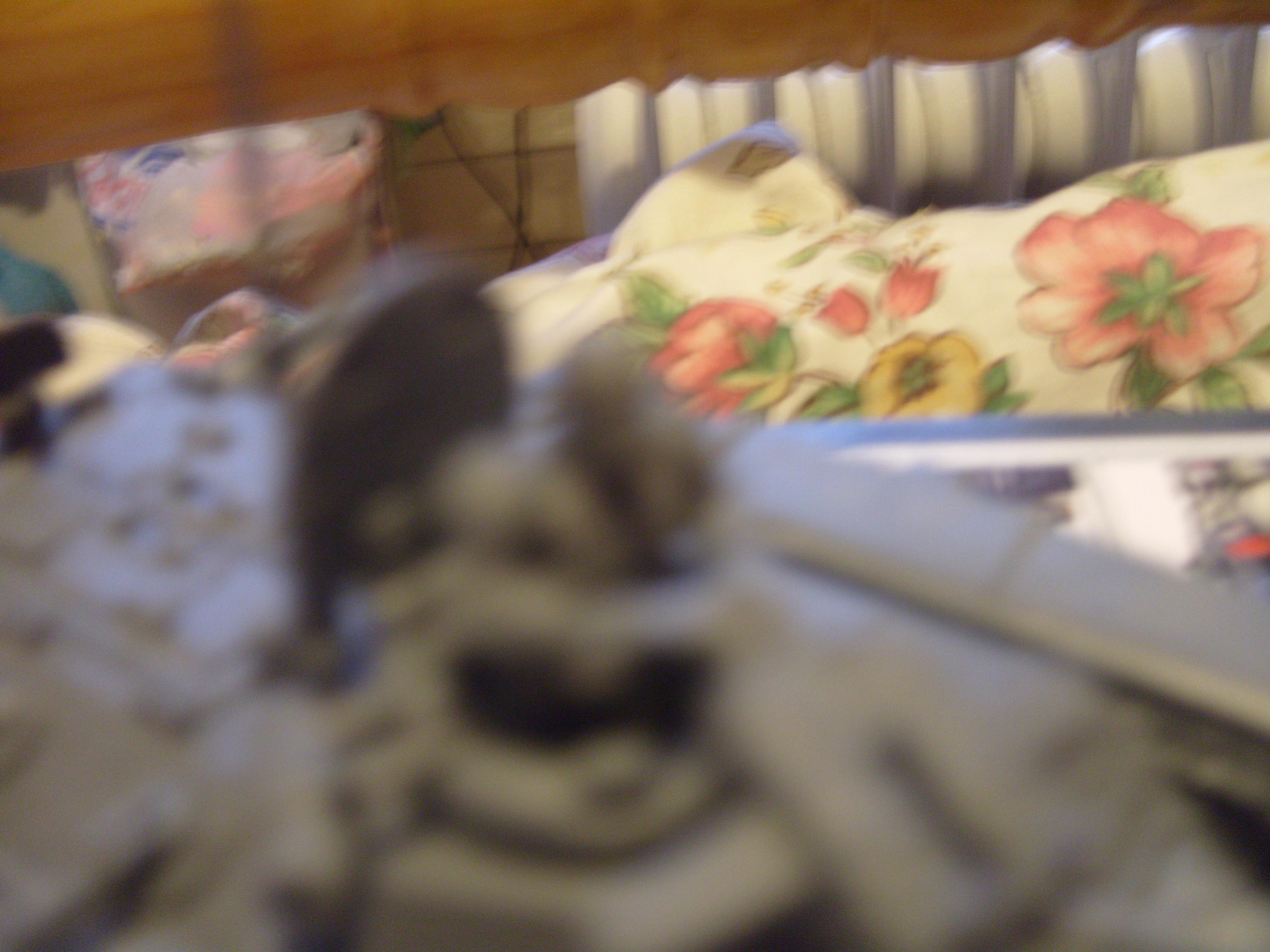 Blurred Photo, Wtf