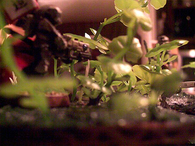 Tau Jungle Hill