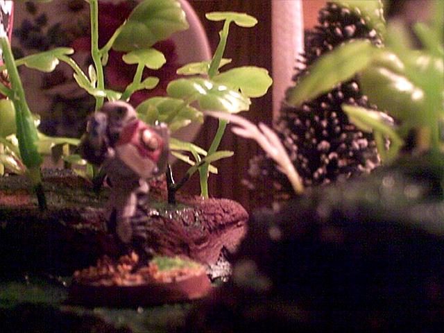 Tau and Jungle hill2