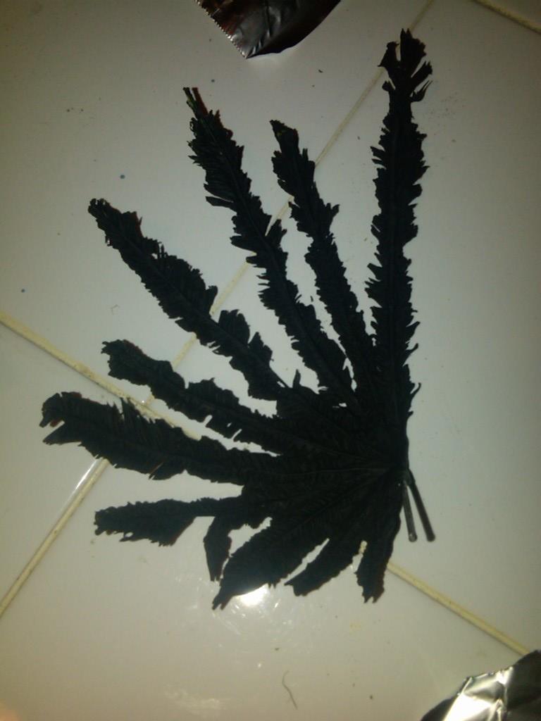 Mortarion - Wings