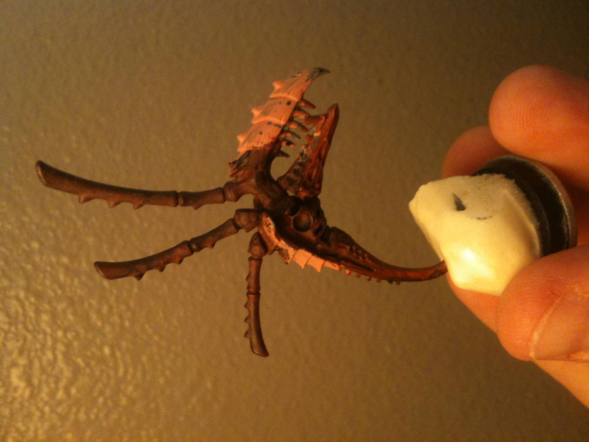 Doesnt get cheaper than this for a zoanthrope