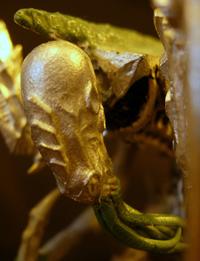 Conversion, Deathleaper, Greenstuff, Tyranids, Warhammer 40,000