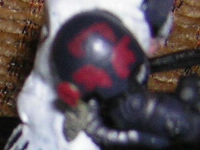 sorry if it's slightly blurry