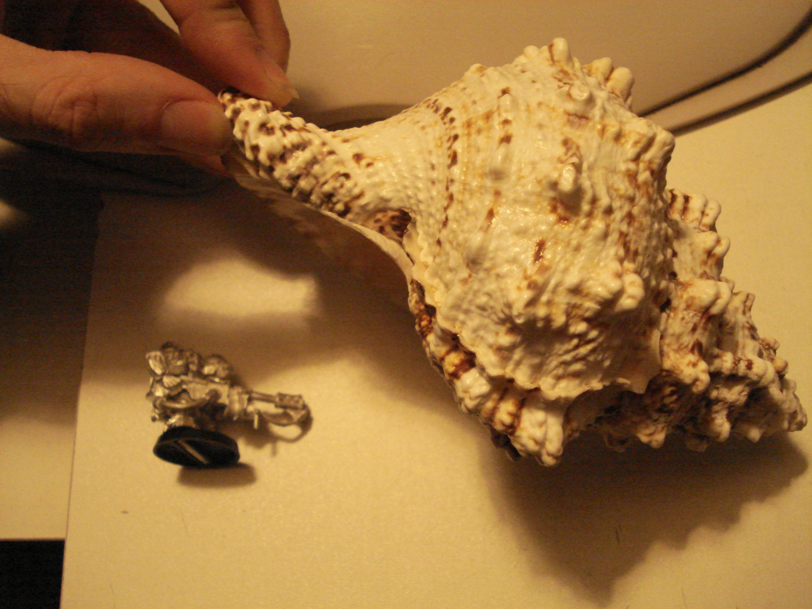 Snail, Tyrannofex, Tyrannofex shell