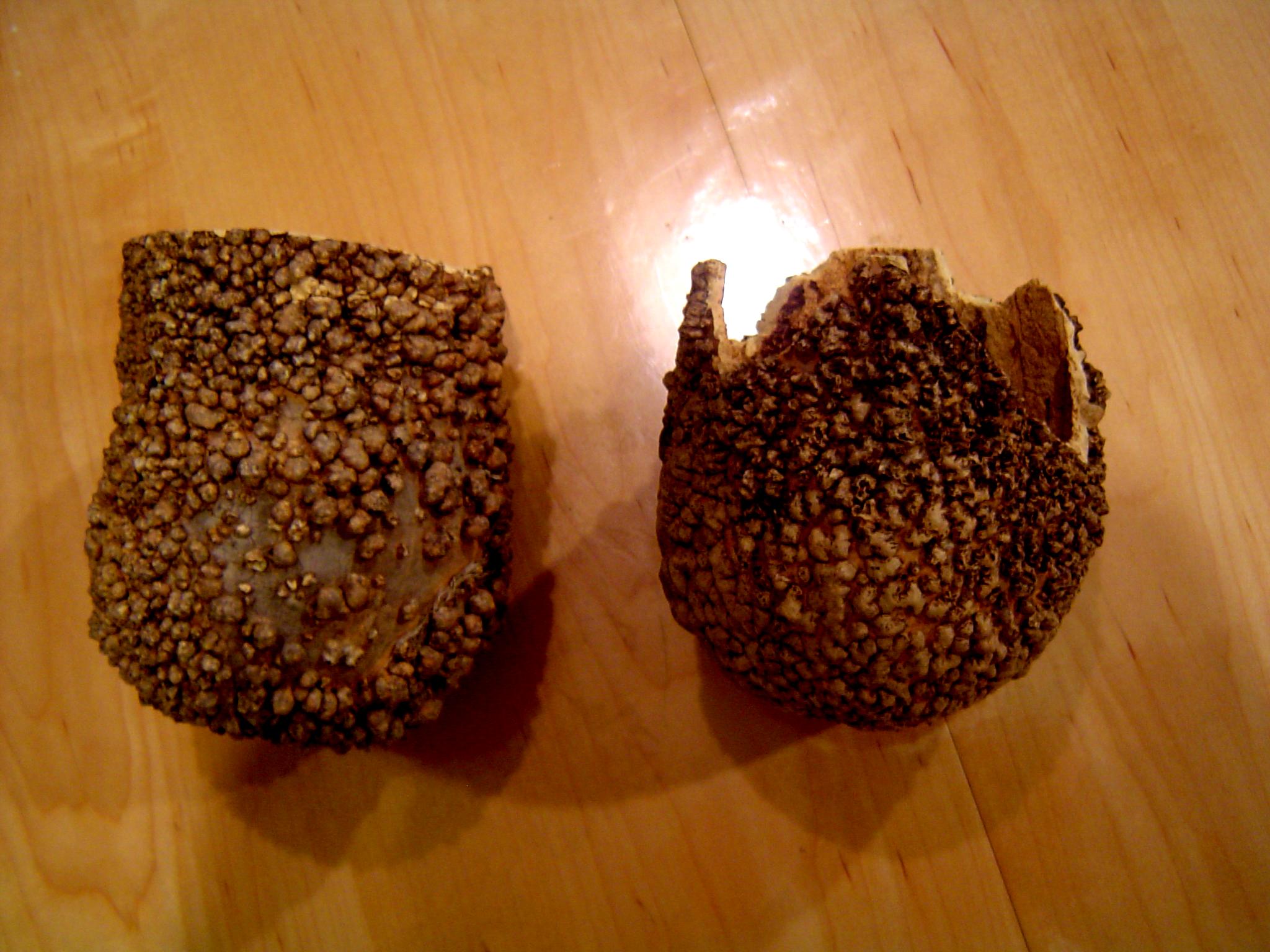 Mycetic Spores, Spore Pod, Spores, Tyranids