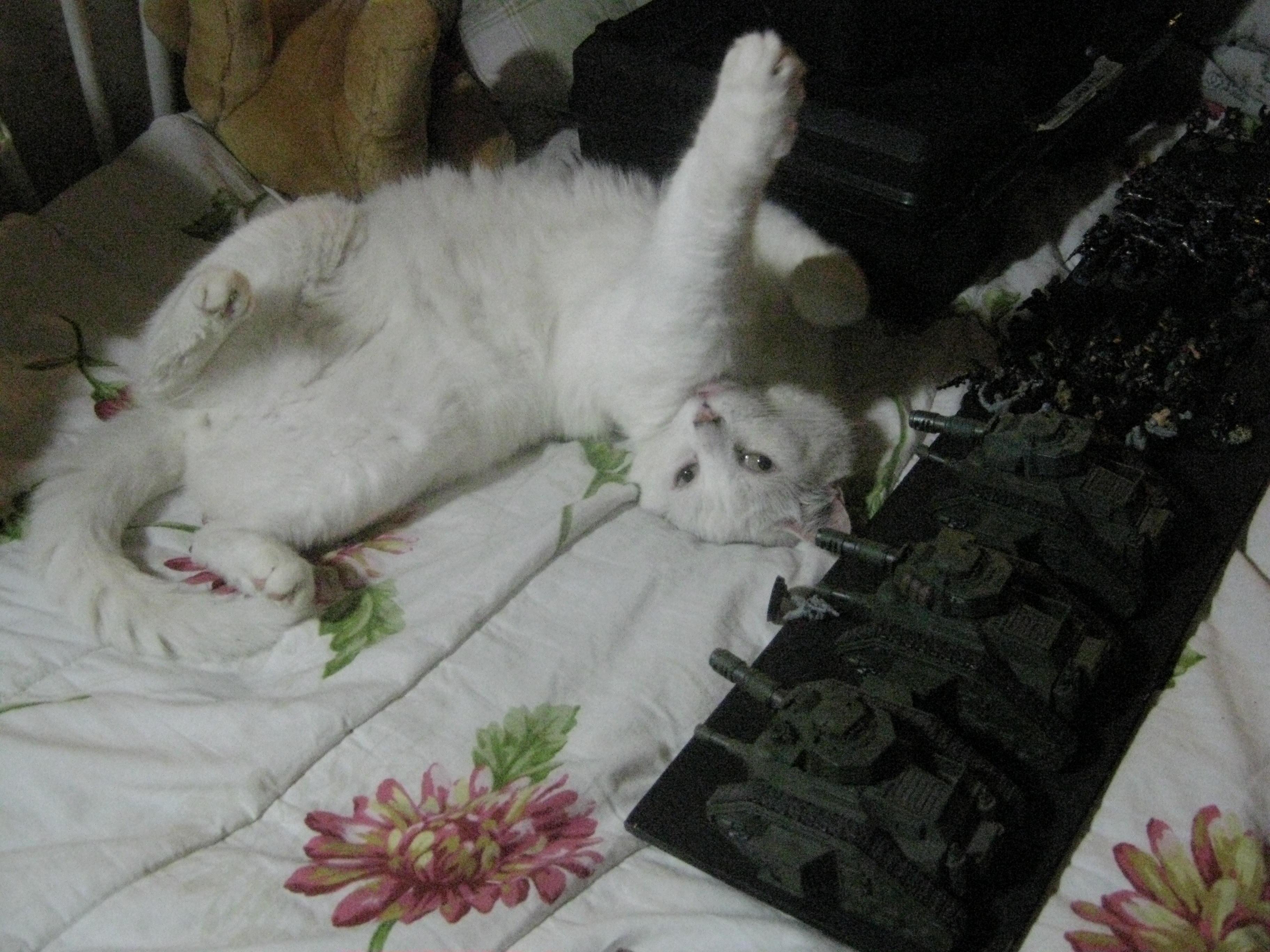 white cat