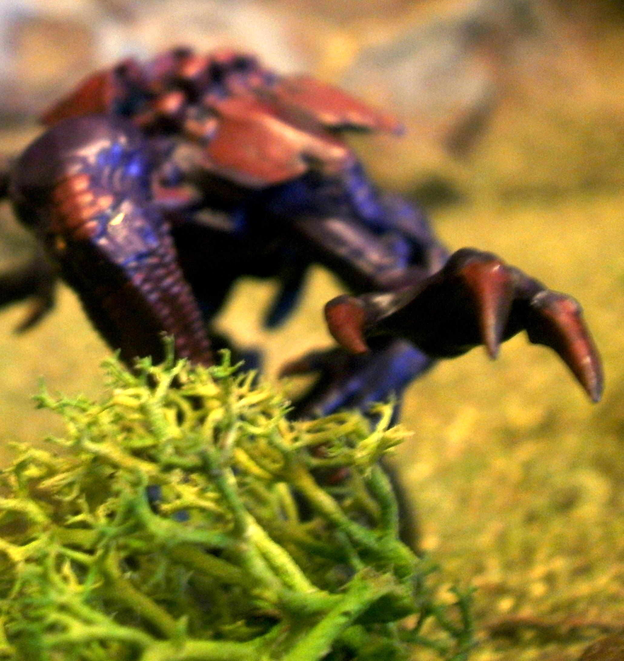 Ymgarl