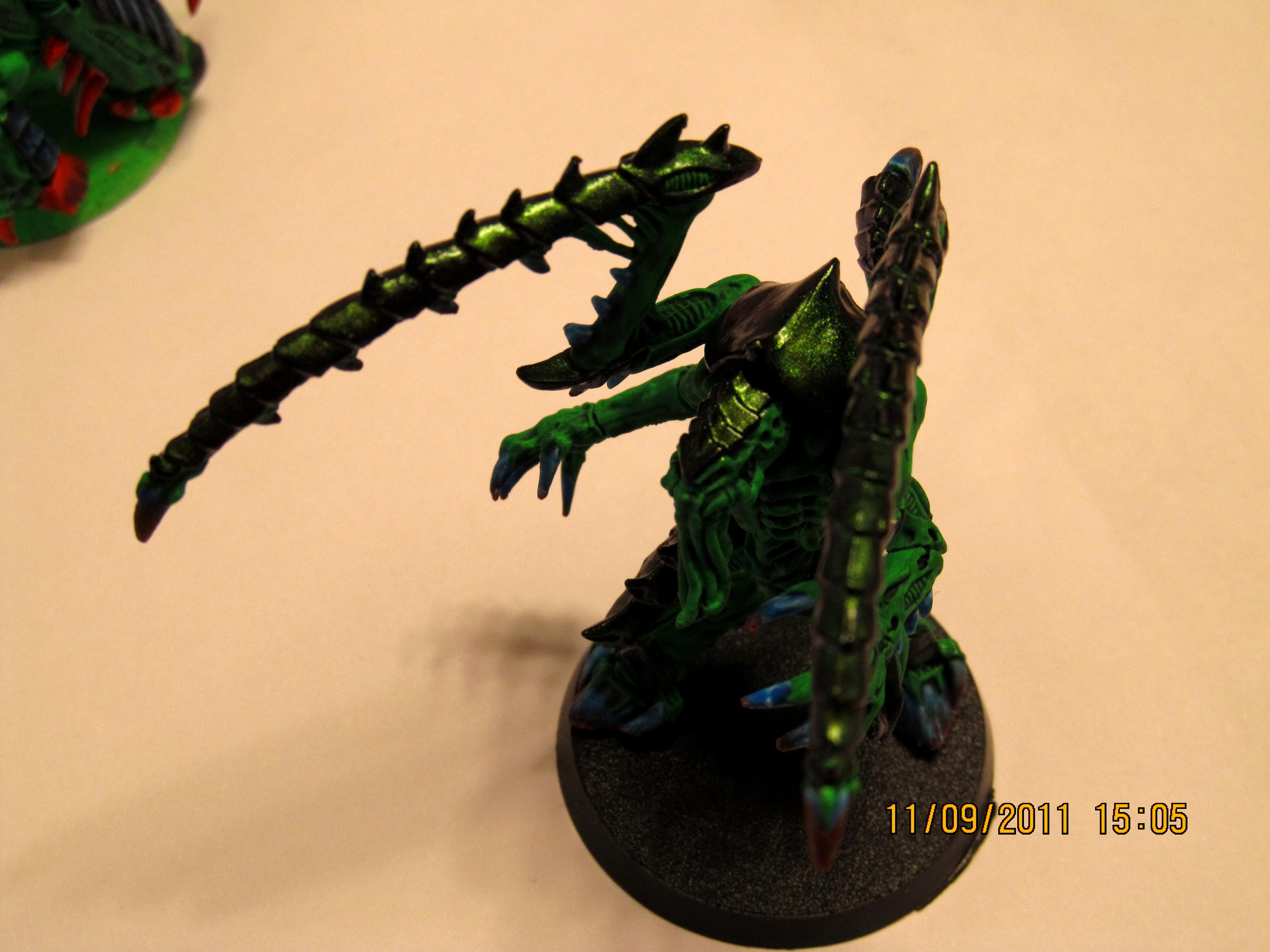 Chameleon, Lictor, lictor