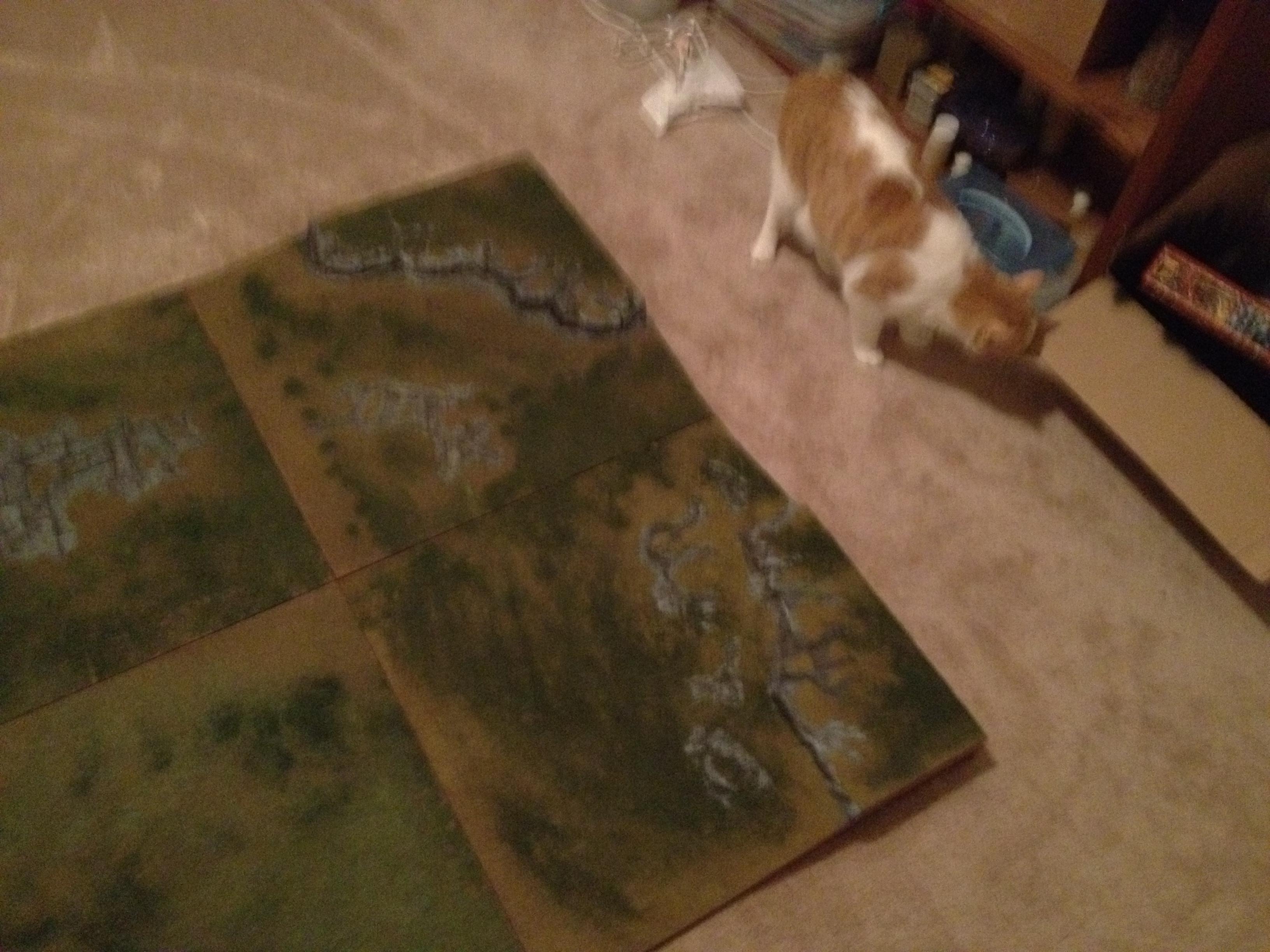 Kitty eyeing the boards