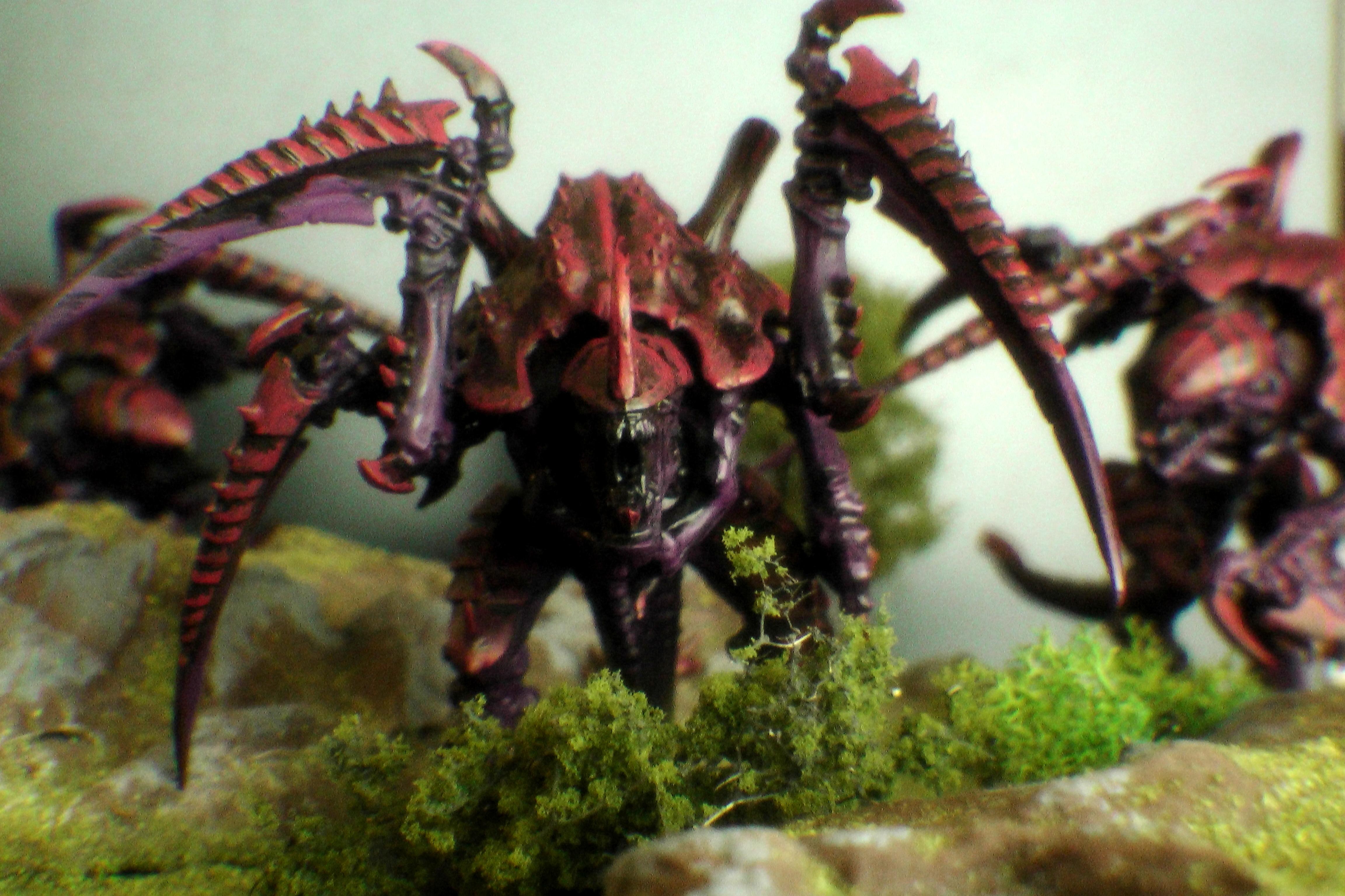 Carnifex in the wild