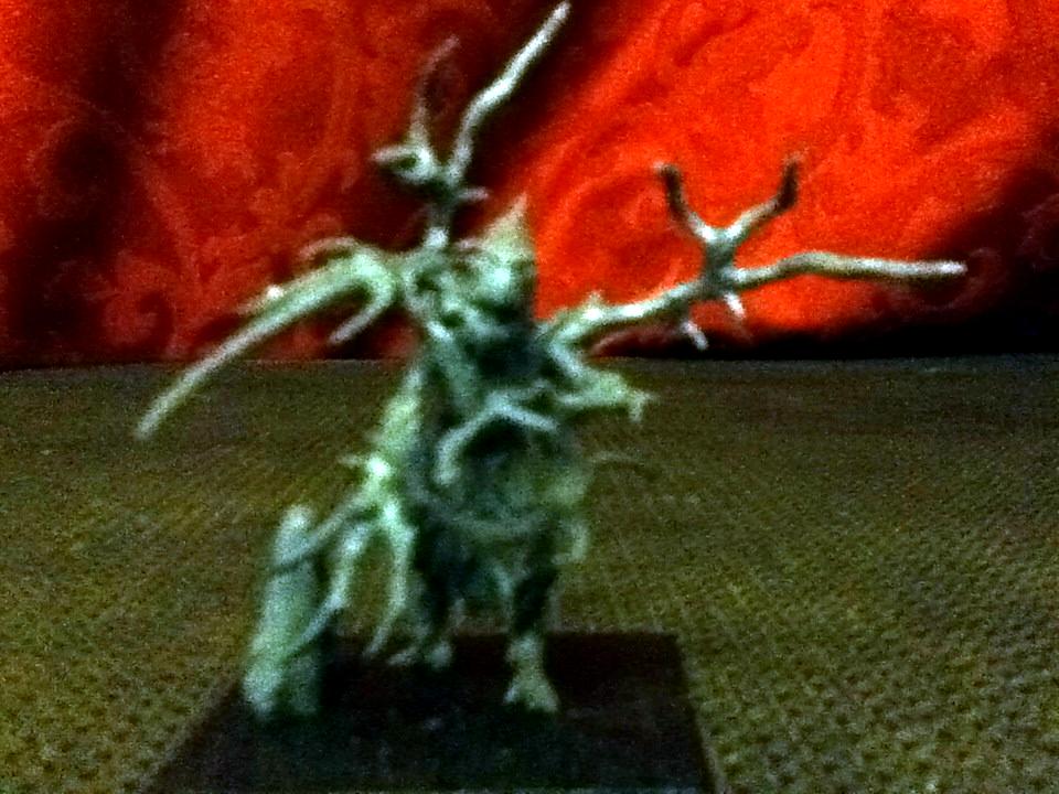 treekin Front