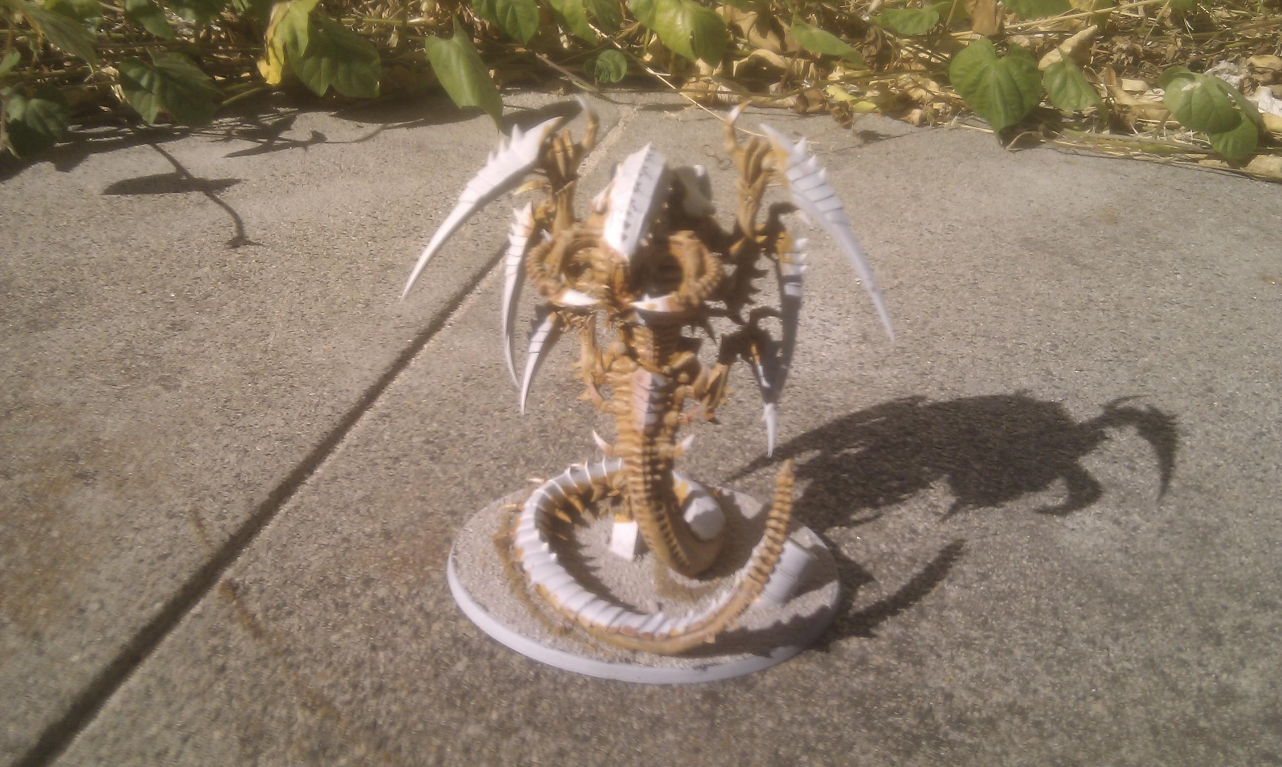 pic 1 trygon