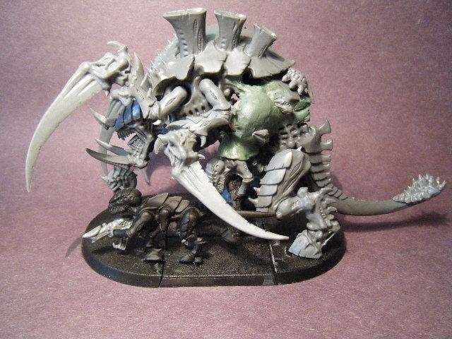 5th Tervigon (1)