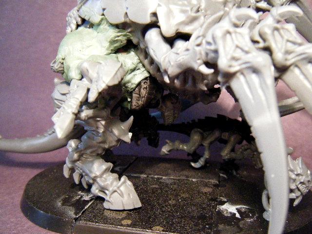 5th Tervigon (3)
