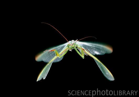 Mantis Warriors, Preying Mantis Flight (model Study), Space Marines, Warhammer 40,000