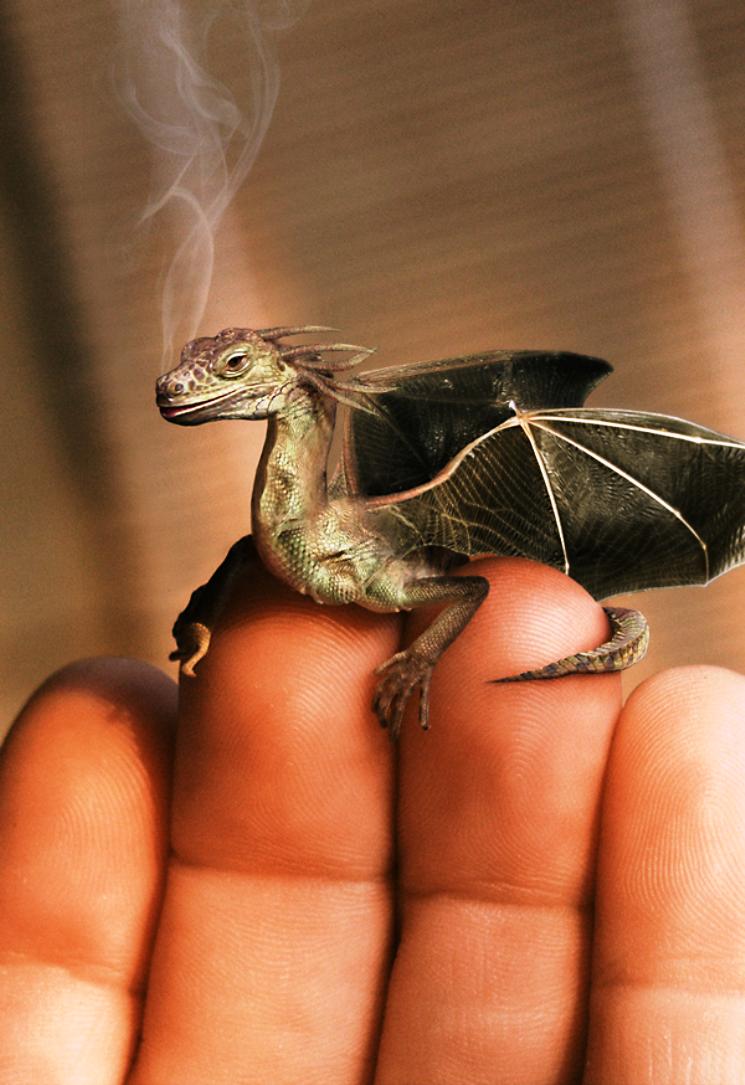 Tiny Dragon, Puff