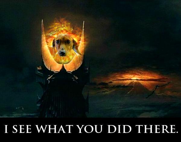 eye of daschund