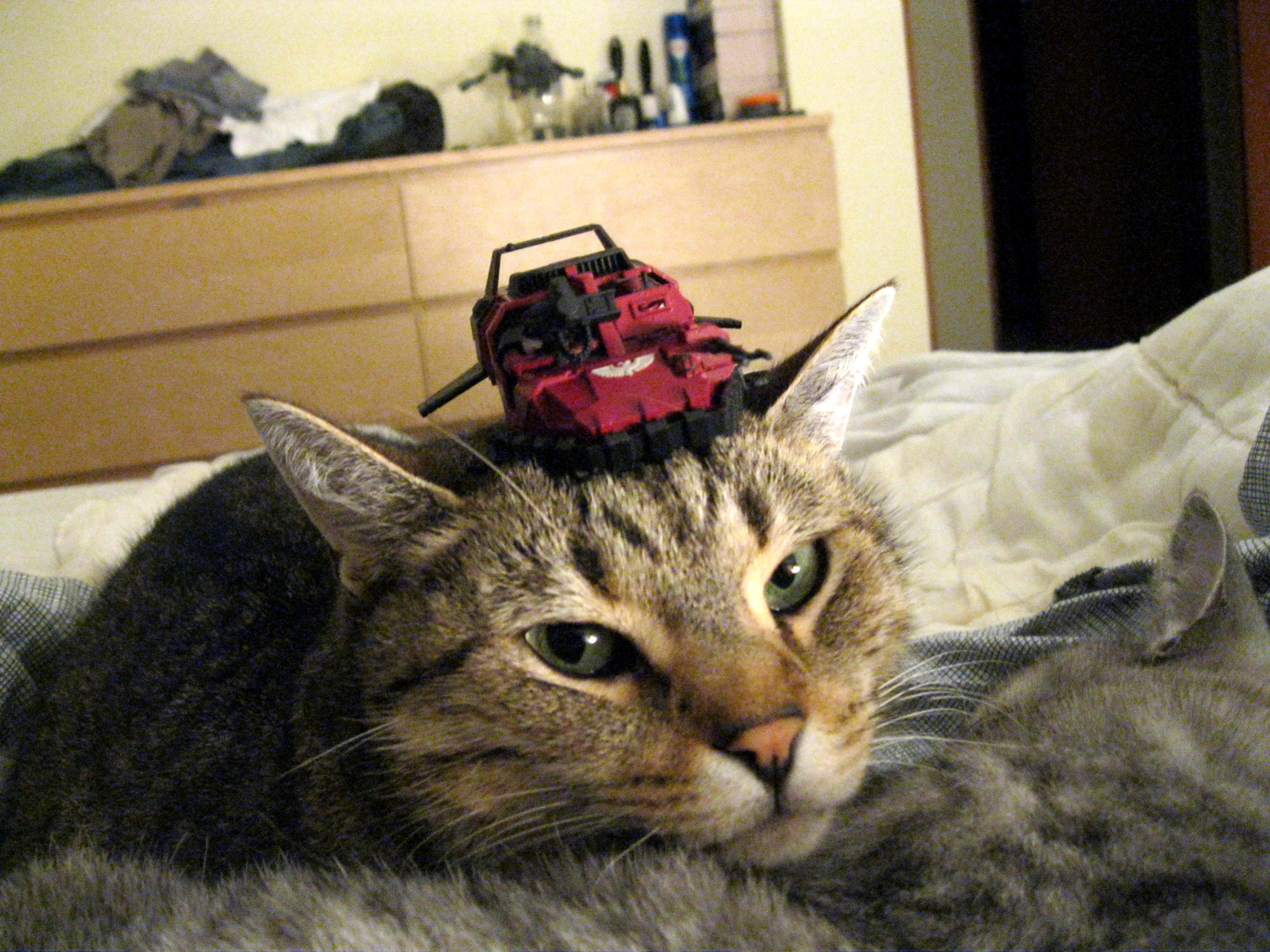 Cat Attaaaaackkkkkk