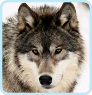 WolfReference