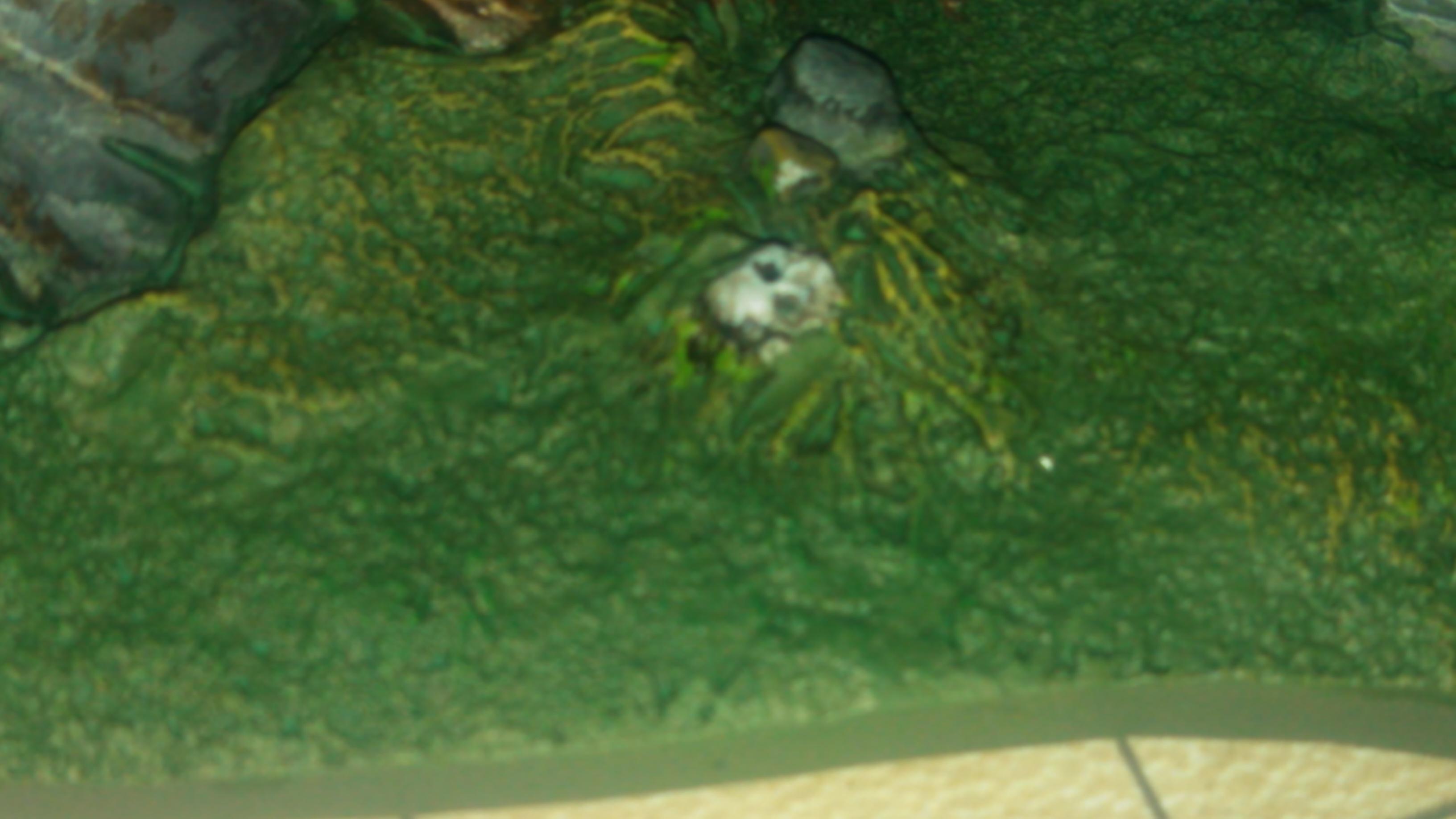 skull