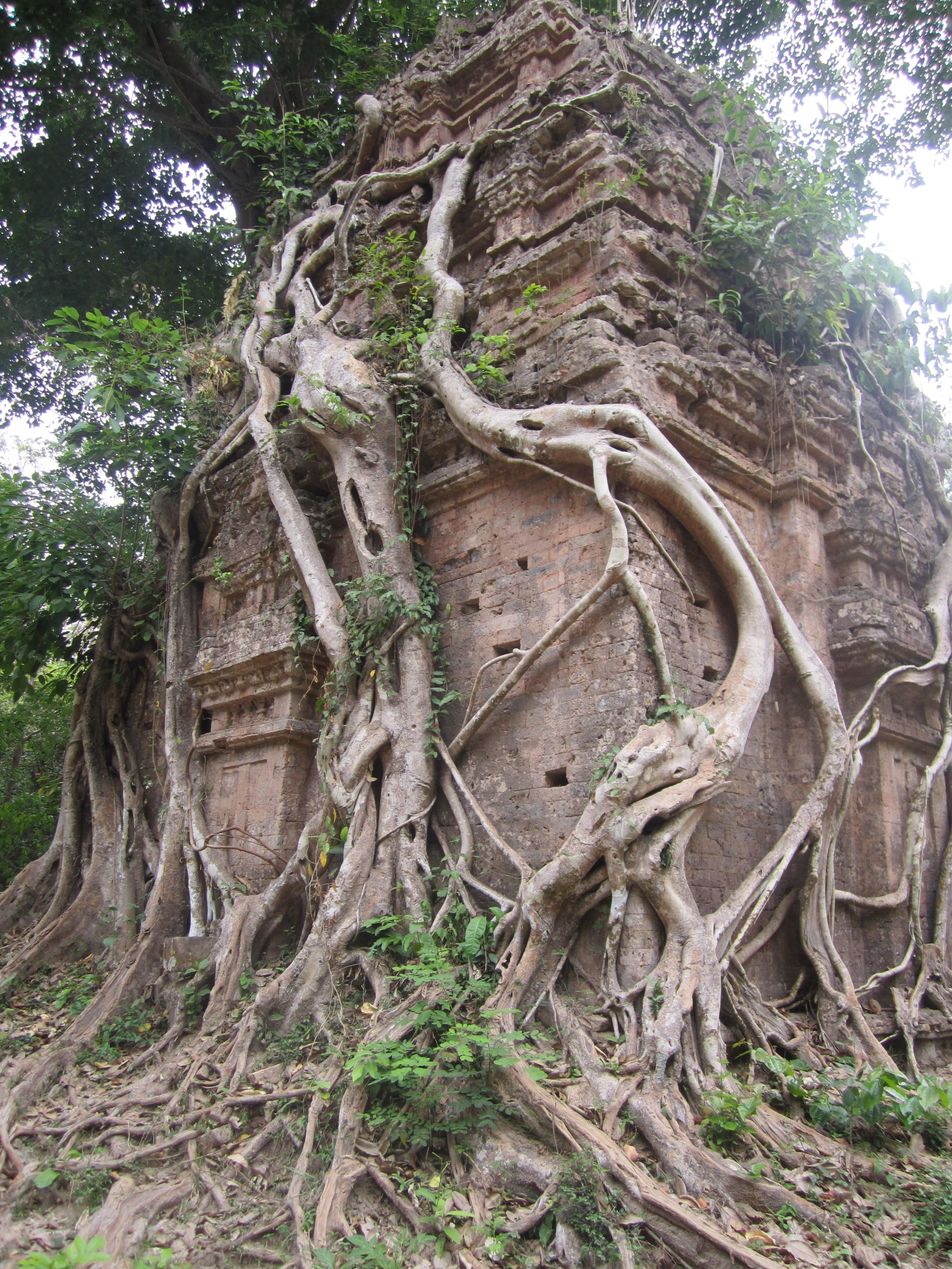 Overgrown ruins