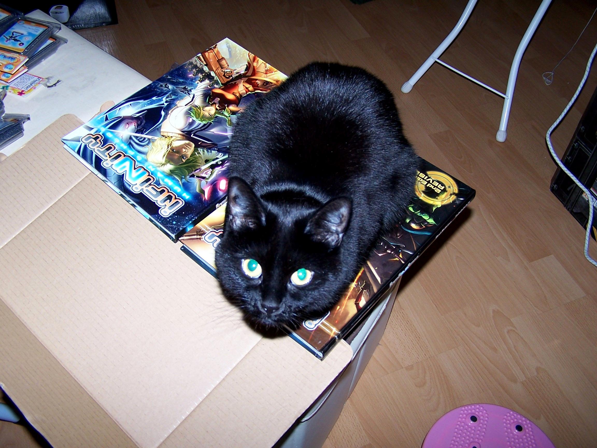 Cat, Infinity, Nomad