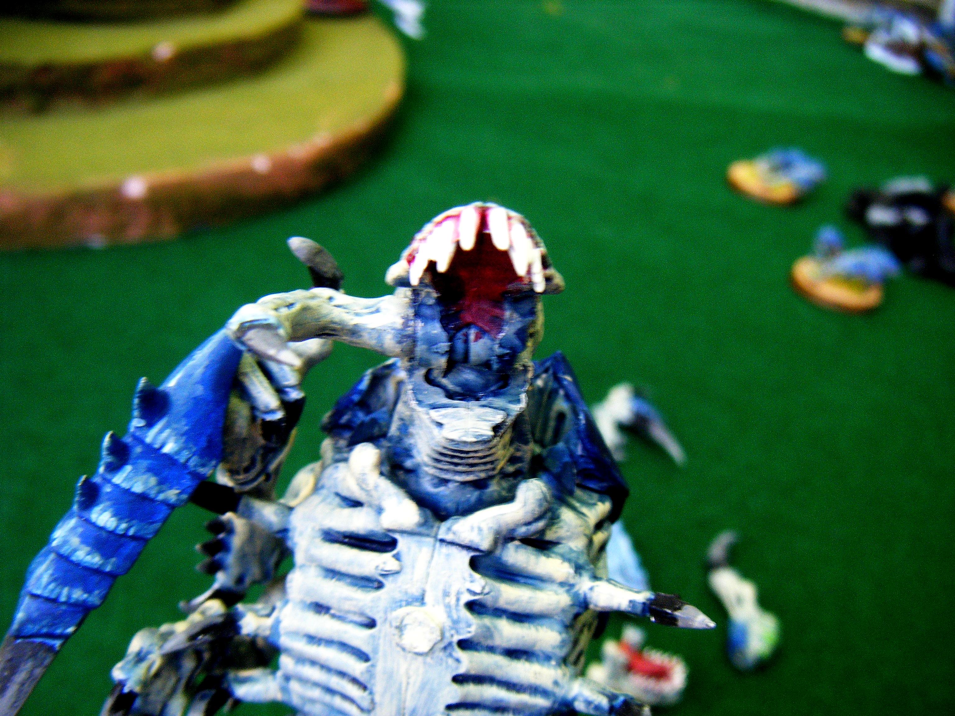 trygon mandables