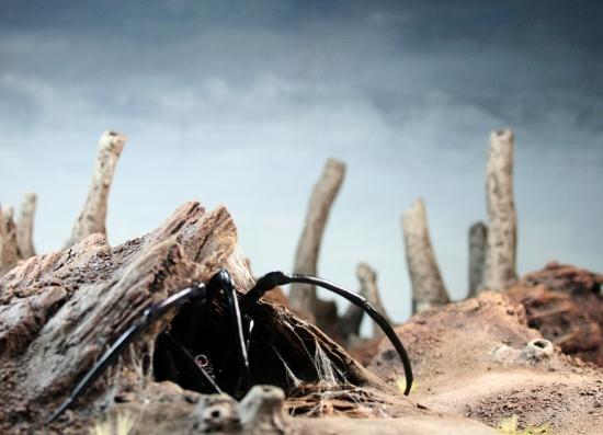 Bug, Terrain, Tyranids
