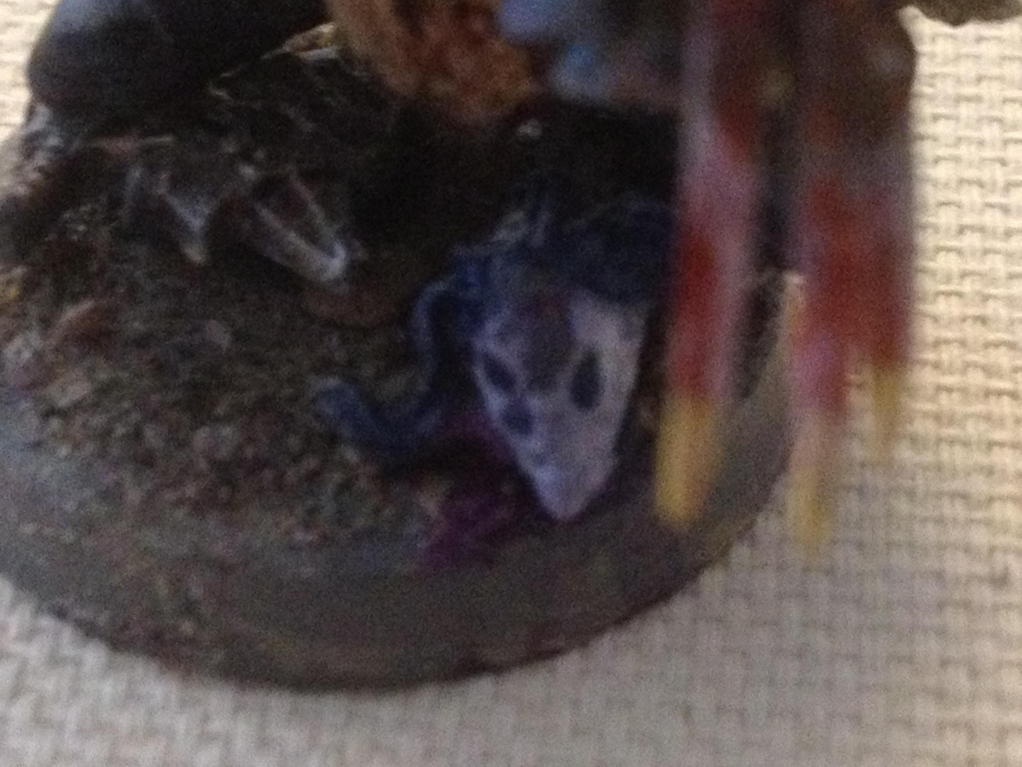 Unknown Xeno's head