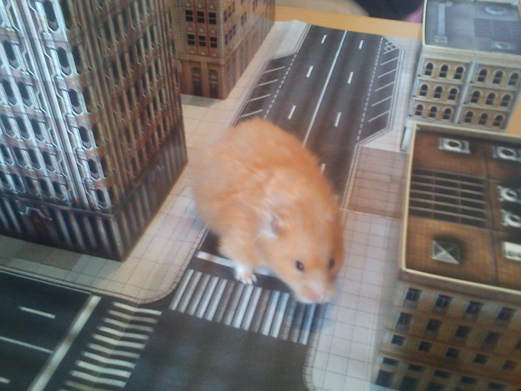 Cute, Hamster, Terrain