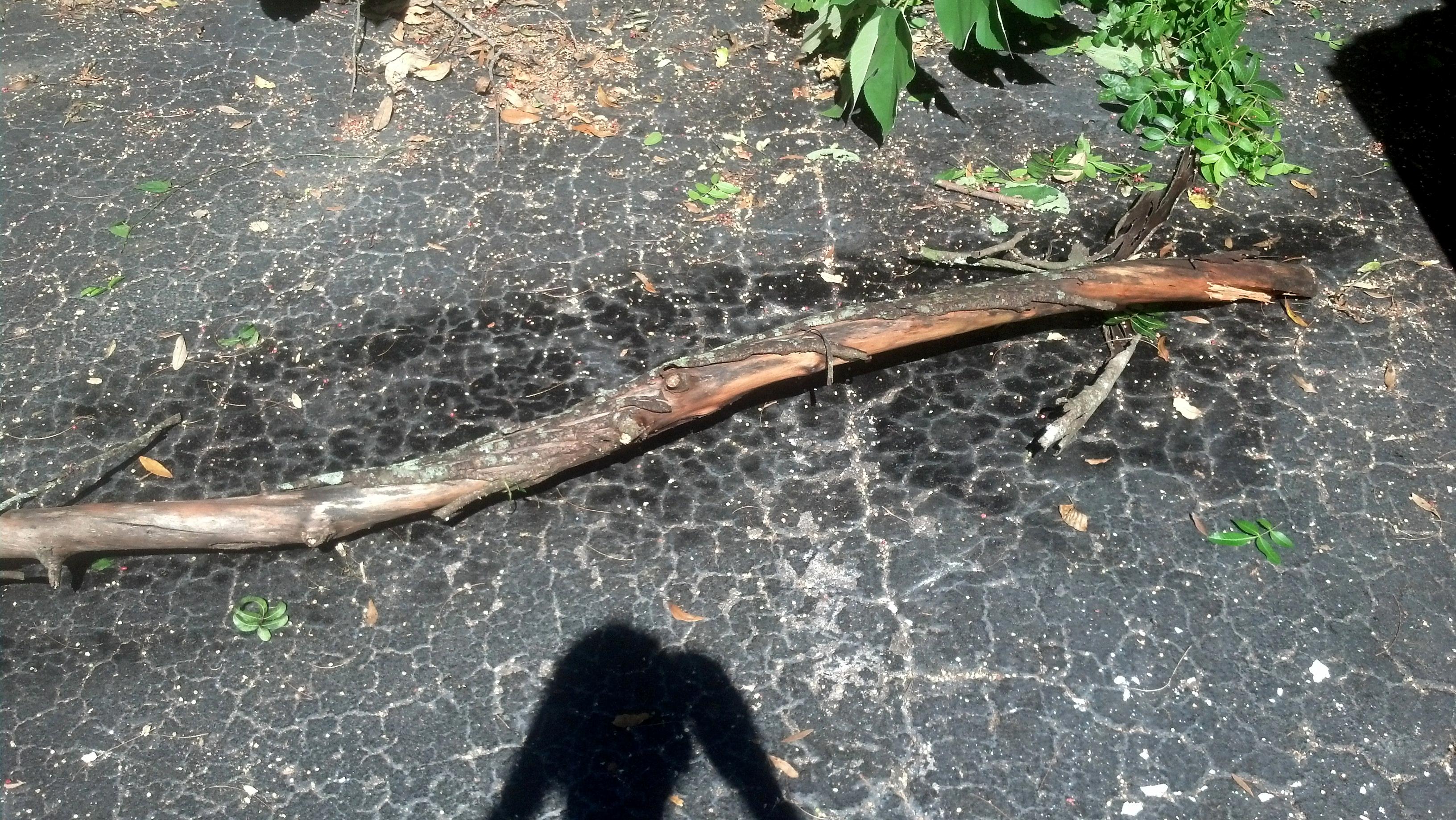 Fhak Yoo Tree!!!!