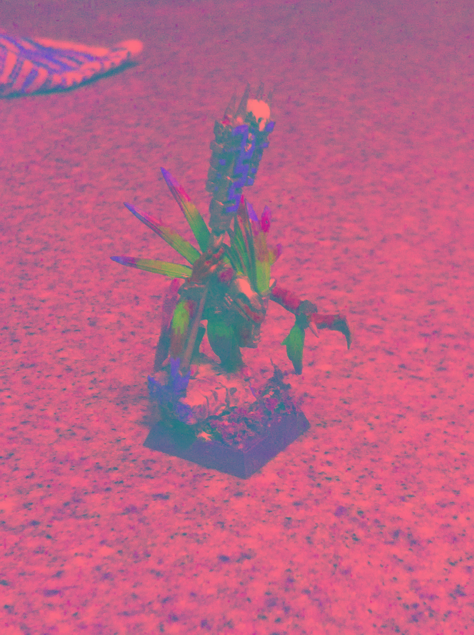 Colorful, Feathers, Lizardmen, Priest, Skinks, Wizard