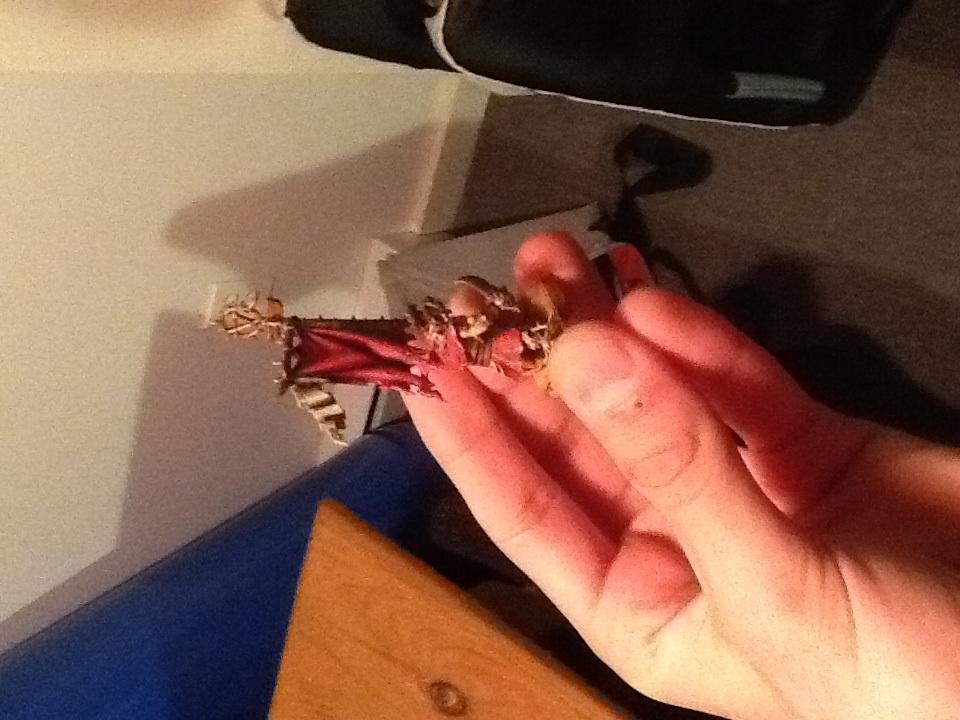 Skaven, Stormvermin