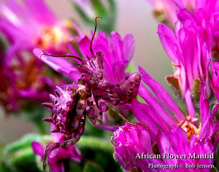 African Flower Mantid