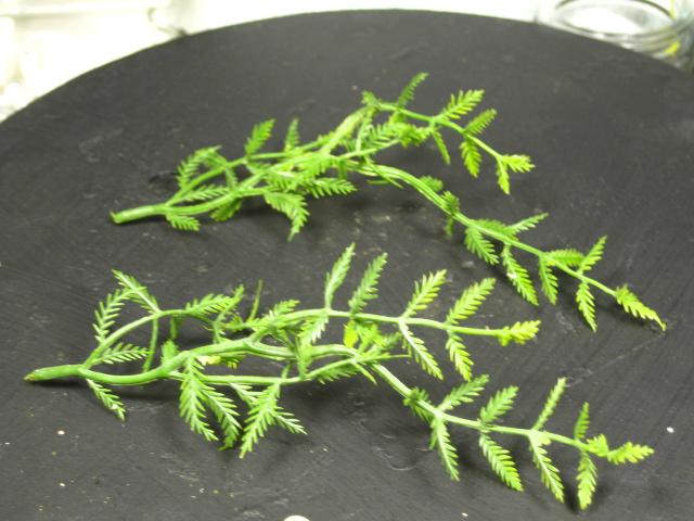 This is the plastic flower I use to make the ferns with 