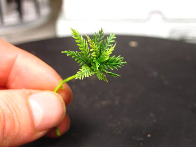 I use CA glue and zip kicker to glue all the leafs into the shape and size fern I want 