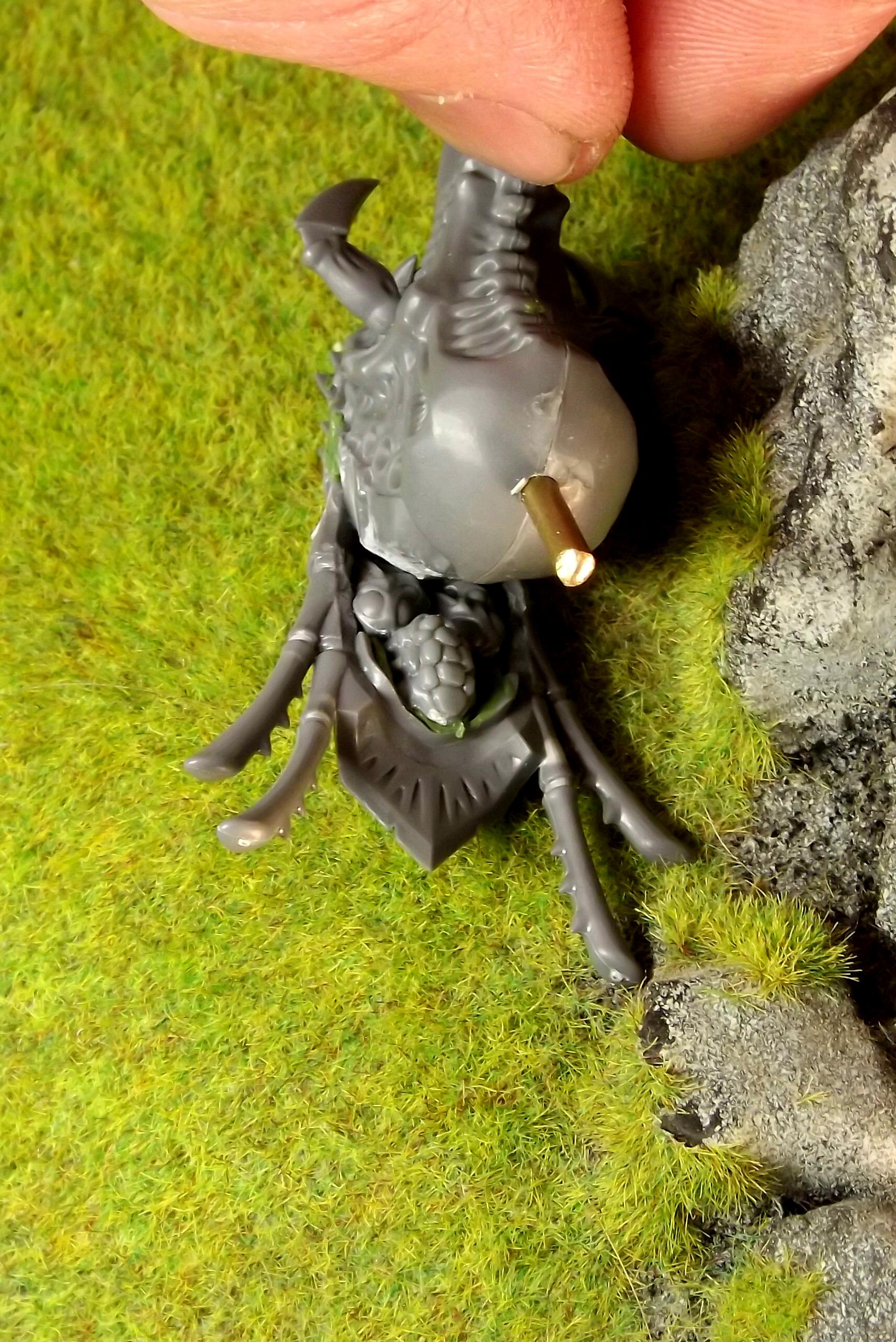 Harpy head underside