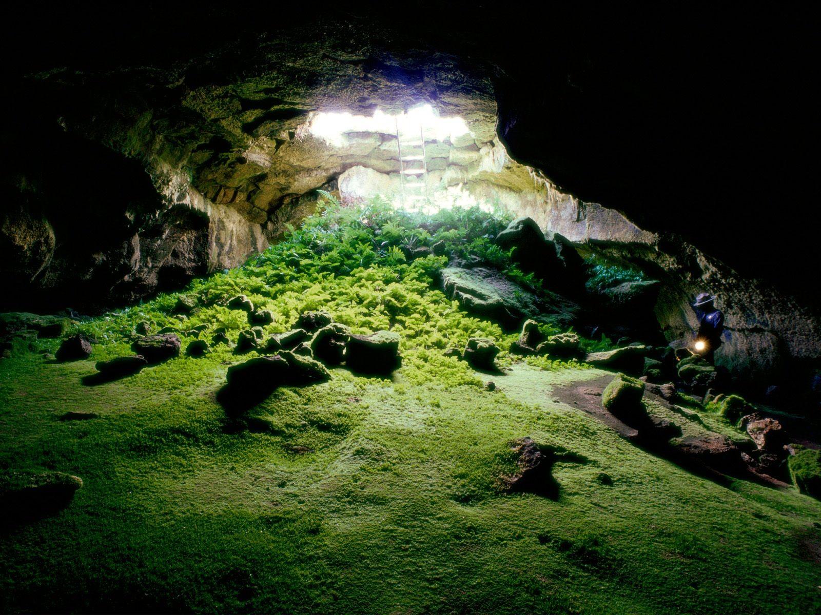 Cave vegitation refference