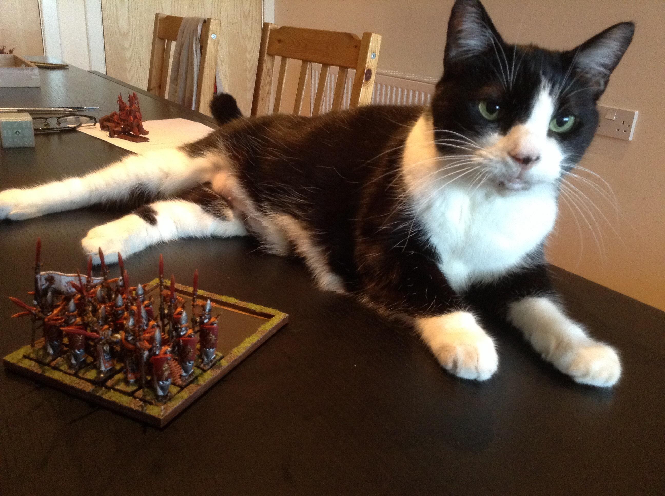 High Elves, Amata the cat