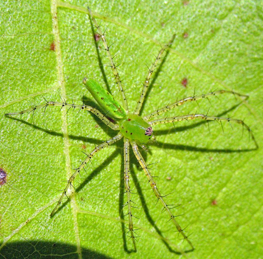 green lynx spider