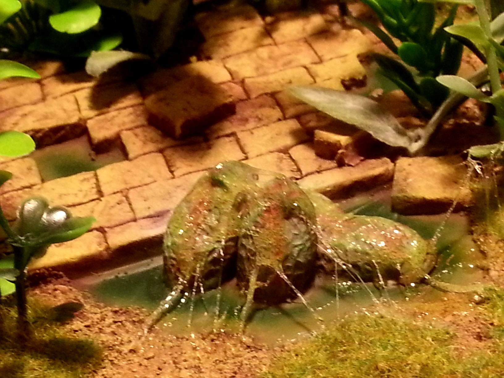 cocoons in the jungle