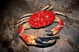 Red Crab guy