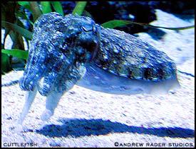 Cephelopod