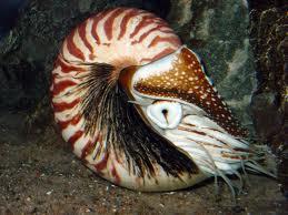Nautillus