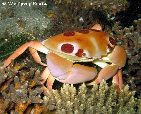 Cute crab