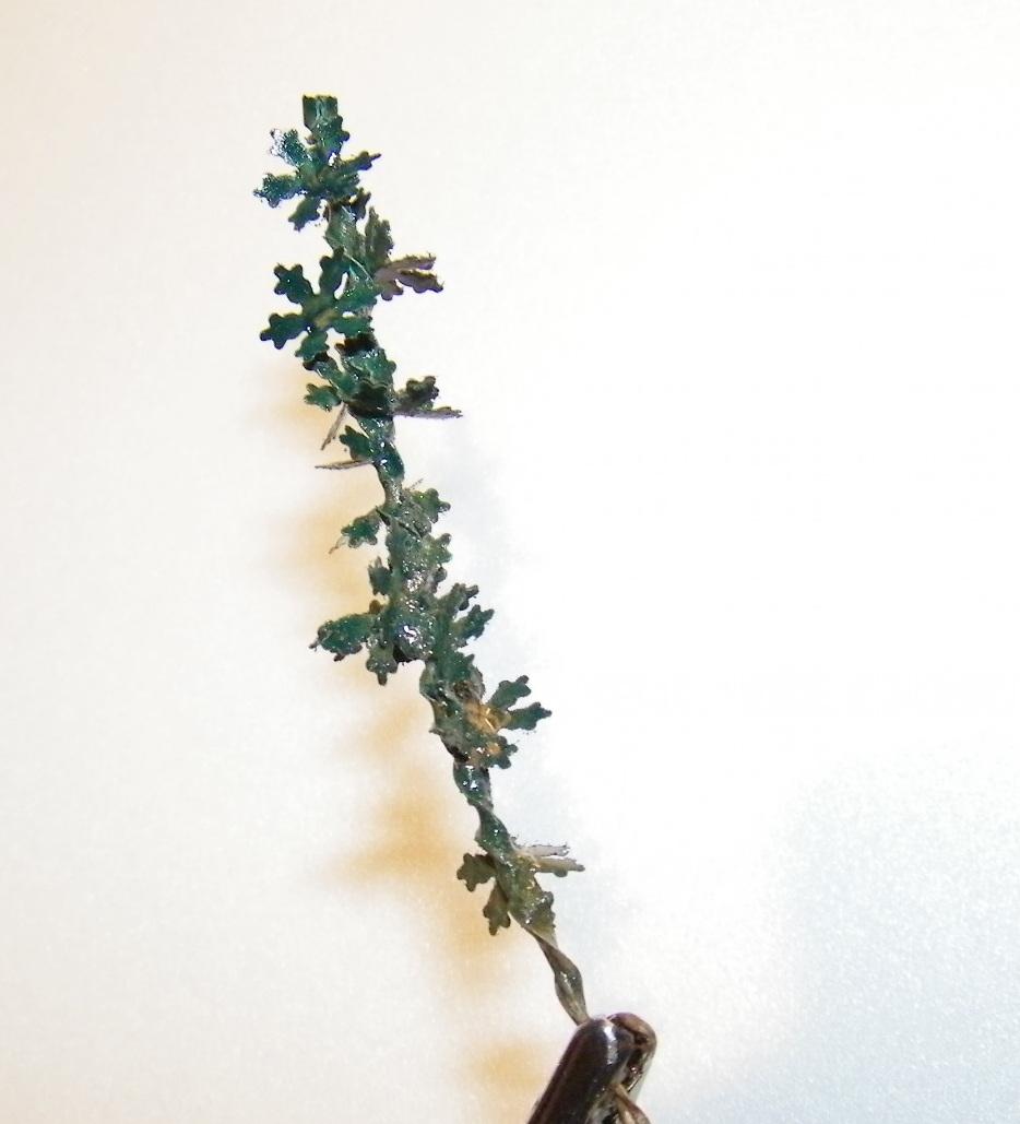 Ivy?